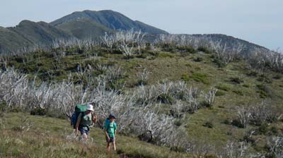 razorback-feathertop_34